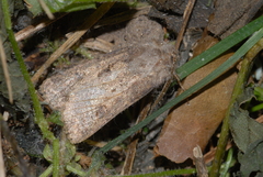 Agrotis segetum