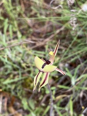 Caladenia roei
