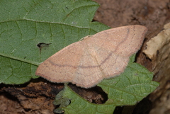 Cyclophora linearia