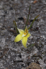 Caladenia flava flava