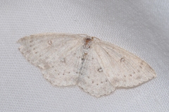 Cyclophora albipunctata