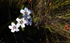Adenandra brachyphylla