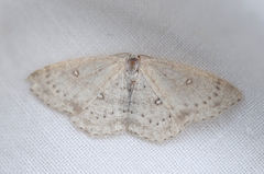 Cyclophora albipunctata