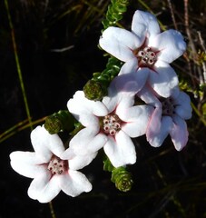 Adenandra brachyphylla