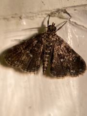 Elophila obliteralis