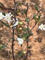 Podolepis capillaris