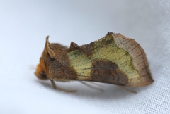 Diachrysia chrysitis