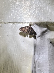 Elophila obliteralis