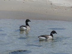 Branta bernicla