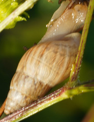 Bulimulus bonariensis
