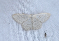 Idaea subsericeata