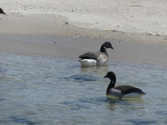 Branta bernicla