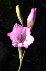 Gladiolus hirsutus