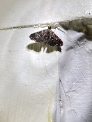Elophila obliteralis