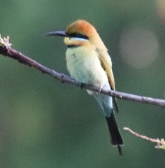 Merops ornatus
