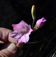 Gladiolus hirsutus