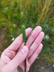 Phleum pratense nodosum