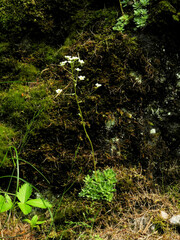 Saxifraga paniculata