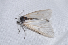 Acronicta leporina