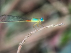 Ceriagrion cerinorubellum