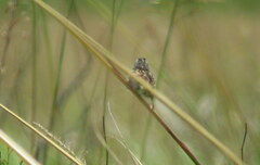 Ammodramus humeralis