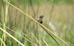 Ammodramus humeralis