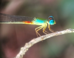 Ceriagrion cerinorubellum