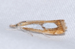 Catoptria pinella