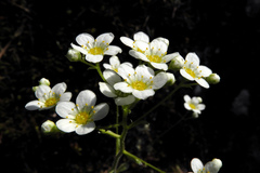 Saxifraga paniculata