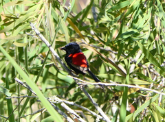 Malurus melanocephalus