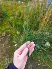 Phleum pratense nodosum