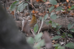 Hylocichla mustelina