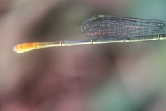 Ceriagrion cerinorubellum