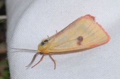 Diacrisia sannio