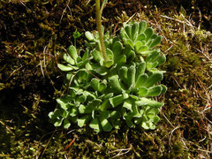 Saxifraga paniculata