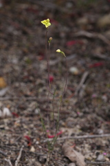 Thelymitra flexuosa