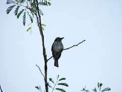 Myiodynastes maculatus