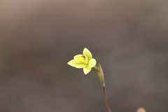 Thelymitra flexuosa