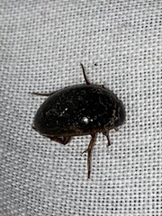 Tropisternus collaris