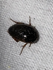 Tropisternus collaris