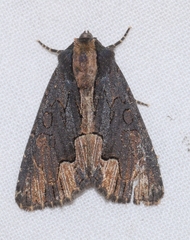 Dypterygia scabriuscula