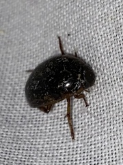 Tropisternus collaris