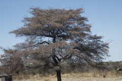 Combretum