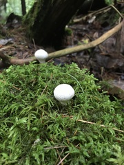 Lycoperdon excipuliforme