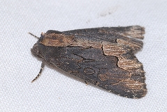 Dypterygia scabriuscula