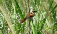 Certhiaxis cinnamomeus