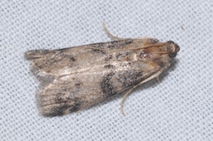 Euzophera pinguis