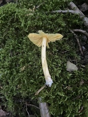 Entoloma murrayi