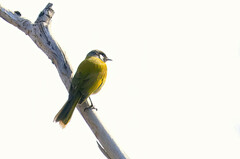 Nesoptilotis leucotis