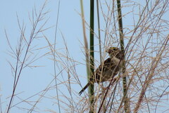 Ammodramus humeralis